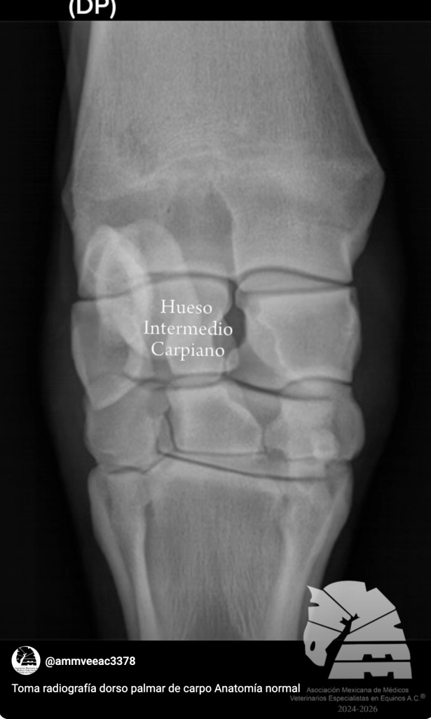 Toma radiografía dorso palmar de carpo Anatomía normal